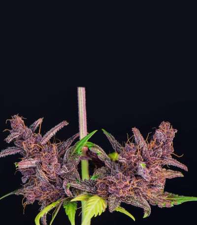 Purple Lemonade Auto fem (FastBuds) семена конопли