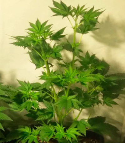 Thunderstruck fem (Sumo Seeds) семена конопли