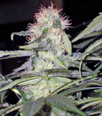 Alaskan Ice fem семена конопли