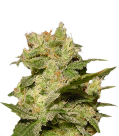 Auto Jack fem (Paradise Seeds) семена конопли