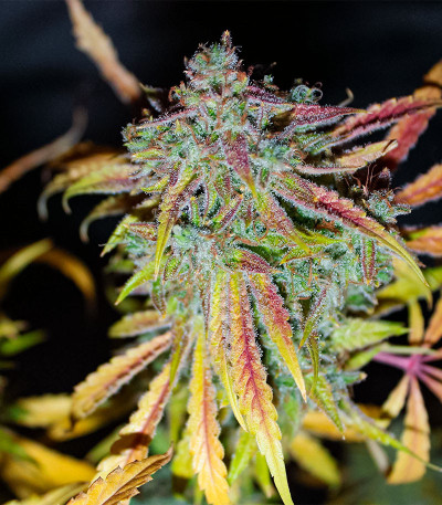 Auto Mimosa Punch fem (Advanced Seeds) семена конопли
