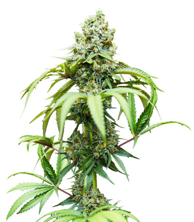 Bruce Banner #3 fem семена конопли