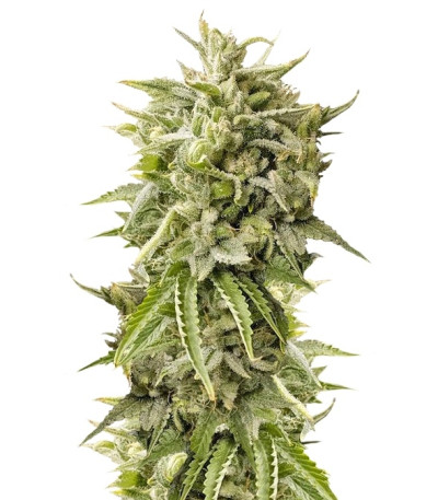 Bubba Kush Auto fem (Humboldt Seeds) семена конопли