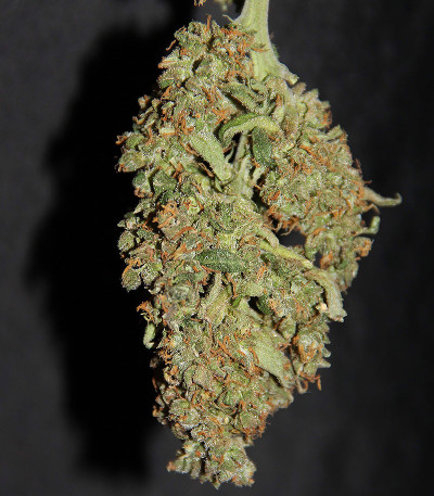 CBD Auto 20:1 fem (FastBuds) семена конопли