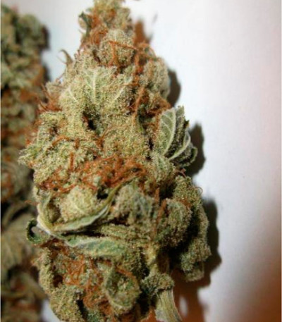 Critical Kali Mist fem (Delicious Seeds) семена конопли