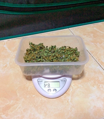 Critical + Autoflowering fem (Dinafem Seeds) семена конопли