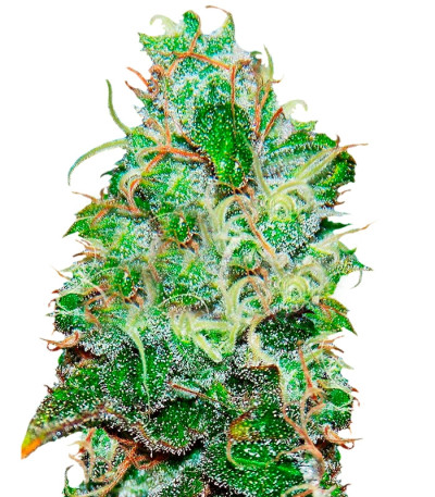 Fruity Chronic Juice fem (Delicious Seeds) семена конопли