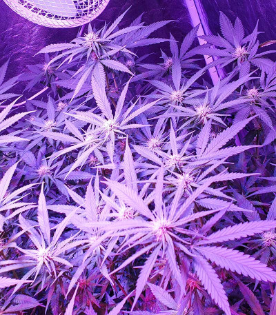 Kalashnikov Original fem (Kalashnikov Seeds) семена конопли