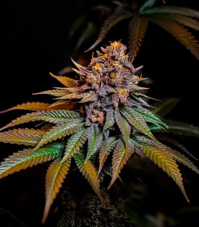 Lemon Cherry Runtz fem (FastBuds) семена конопли