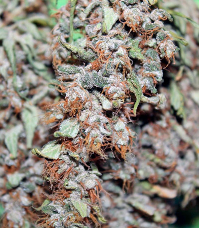 Lowryder 2 auto fem конопля