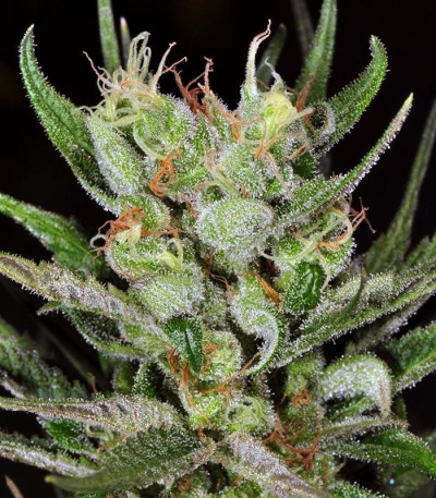 Super Silver Haze fem (Green House Seeds) семена конопли