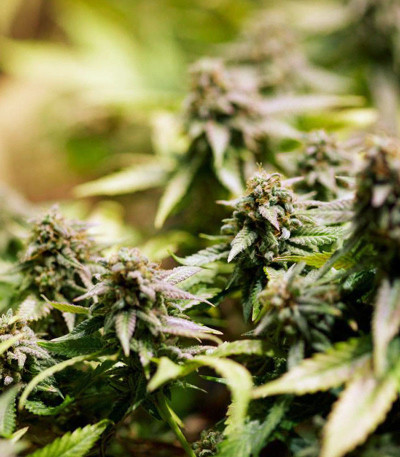 Bay Burger Early Version fem семена конопли