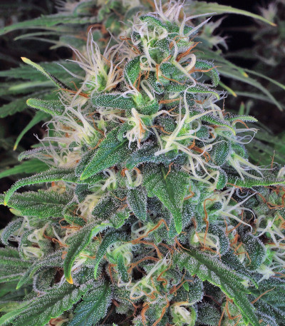 Double Dutch reg (Serious Seeds) семена конопли