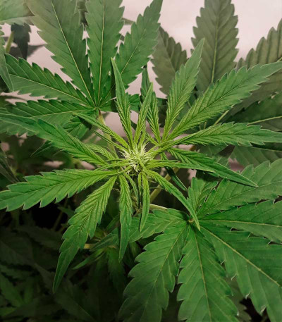 Holy Punch fem (Green House Seeds) семена конопли