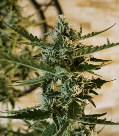 Auto Blue Pyramid fem (Pyramid Seeds) семена конопли