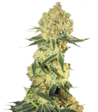 Auto Wappa fem (Paradise Seeds) семена конопли