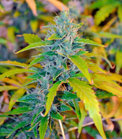 Auto Blueberry fem (Dutch Passion) семена конопли