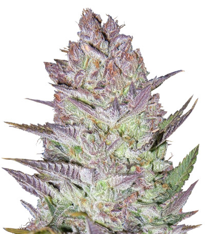 Blueberry Cheesecake fem (Female Seeds) семена конопли