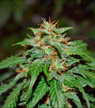 Californian Snow auto fem семена конопли