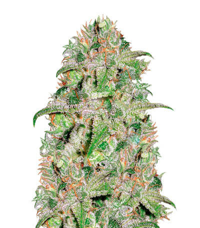 Doctor Jamaica fem (Vision Seeds) семена конопли