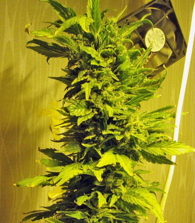 El Nino fem семена конопли