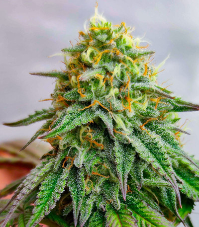 High Society fem (Compound Genetics) семена конопли