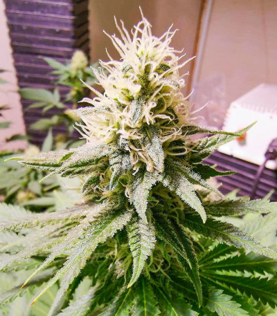 Lavanda Cream fem (Kalashnikov Seeds) семена конопли