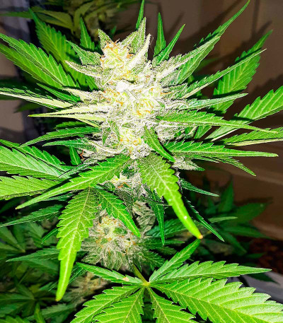 Pineapple Glue fem (Advanced Seeds) семена конопли
