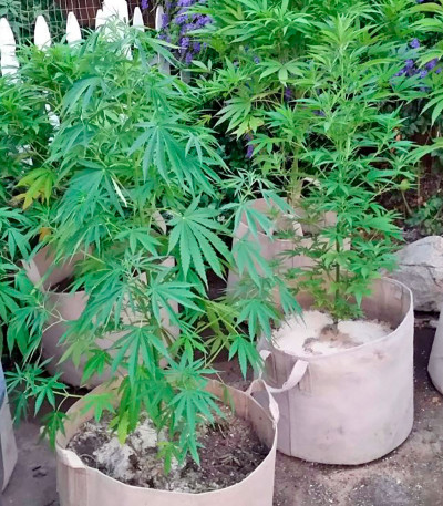 South African Kwazulu fem (World of Seeds) семена конопли