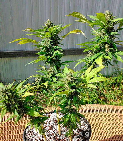 Strawberry Cake fem семена конопли