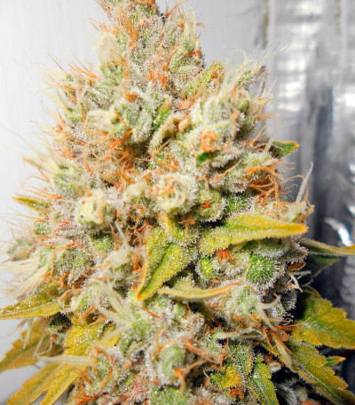 Super Hash fem (Pyramid Seeds) семена конопли