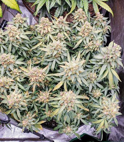 Wedding Cheesecake Auto fem (FastBuds) семена конопли