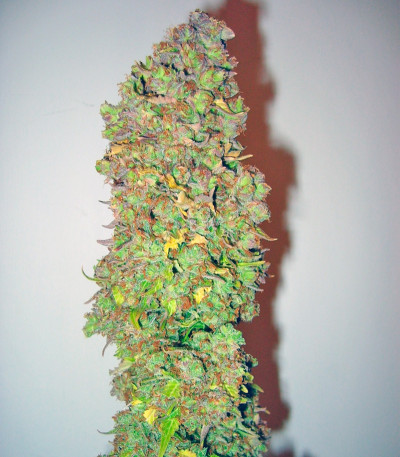 Auto-Bomb fem семена конопли