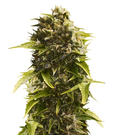 Bubba Cheese Auto fem (Humboldt Seeds) семена конопли