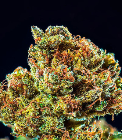 CBD Apple Betty Auto fem (Herbies Seeds) семена конопли