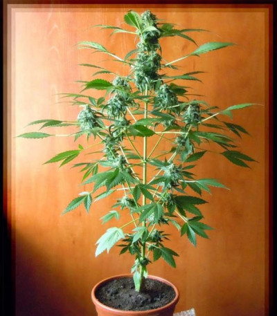 Chronic Ryder Auto fem (Doctor’s Choice) семена конопли
