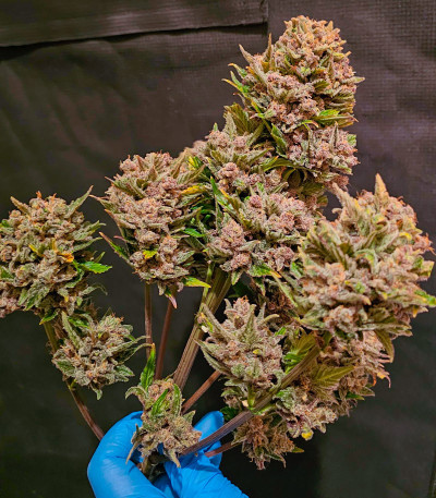 Diablo Rojo XL Auto fem (Sweet Seeds) семена конопли