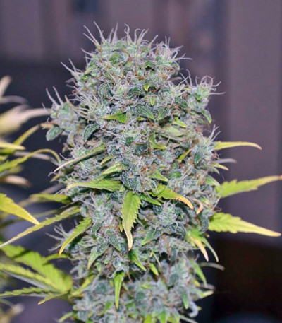 Easy Ryder auto fem (Joint Doctor) семена конопли