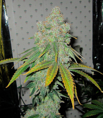 End Game R2 fem (Ethos Genetics) семена конопли