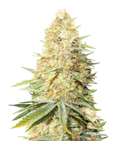 Семена Lemon Zkittle шишки