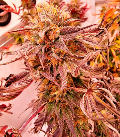 Pellezino Cookies fem (Original Sensible Seeds) семена конопли