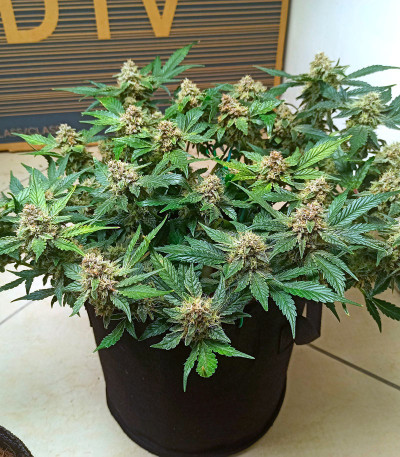 Purple Punch Auto fem (FastBuds) семена конопли