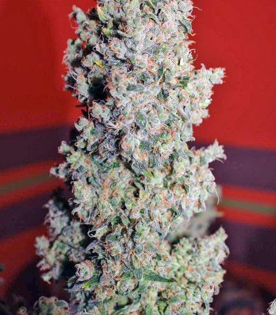 Speed Devil #2 Auto fem (Sweet Seeds) семена конопли