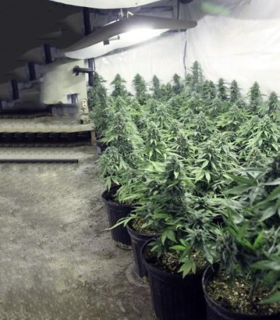 StarRyder Auto fem (Dutch Passion) семена конопли