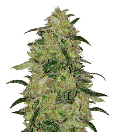 Sweet ZZ fem (RQS) семена конопли