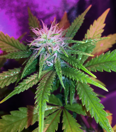 Unknown Kush fem (Delicious Seeds) семена конопли