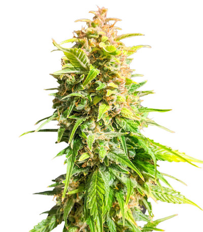 Катюша fem (Kalashnikov Seeds) семена конопли