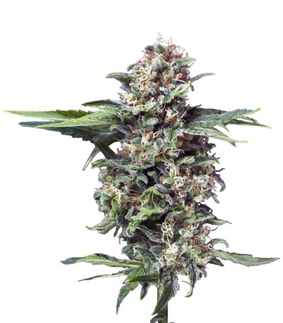 Auto Alpujarrena fem (Pyramid Seeds) семена конопли