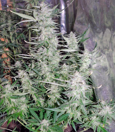 Auto Super Hash fem (Pyramid Seeds) семена конопли