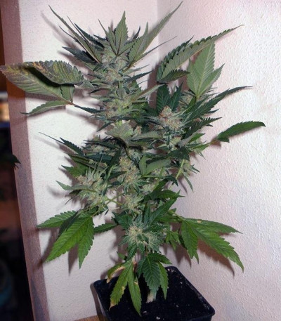 Black Jack F1 Fast Version fem (Sweet Seeds) семена конопли